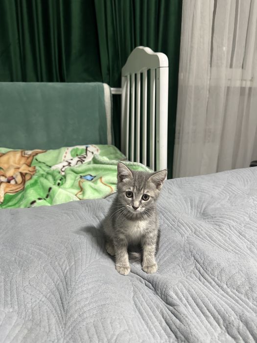 Отдам котенка в хорошие руки