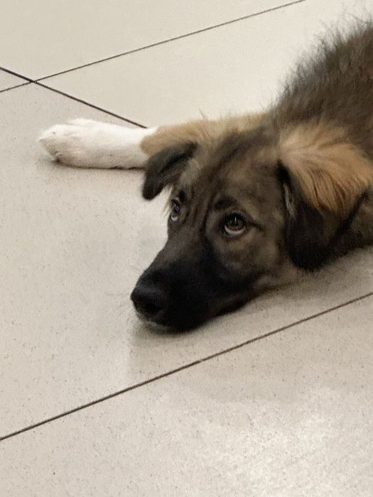 Щенок Мухтар ищет дом