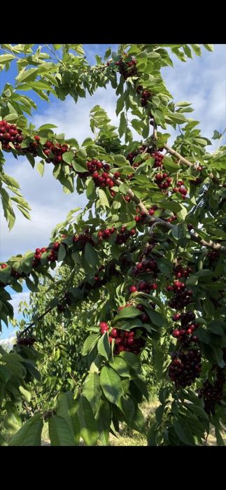 Prun Cais  Nuci Chandler Aluni Visin Castan.Kaki.Rodiu.Migdal Ciresi