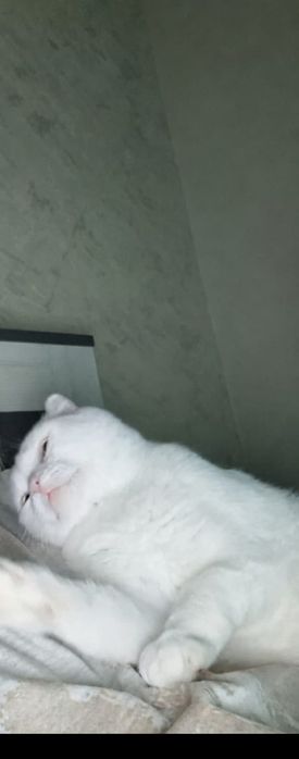 Отдам в добрые руки