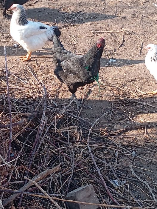 Джерский гигант тауык