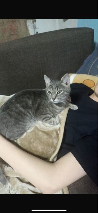 Отдам кошку бесплатно