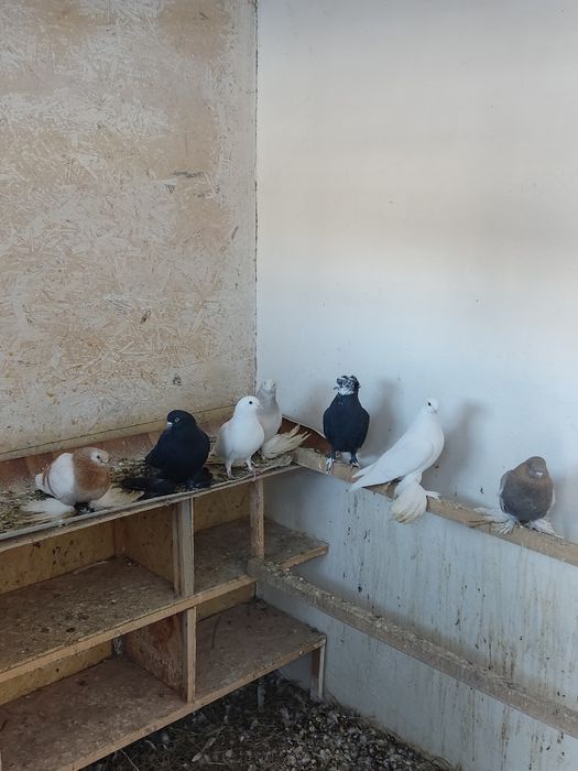 Продам голубей .
