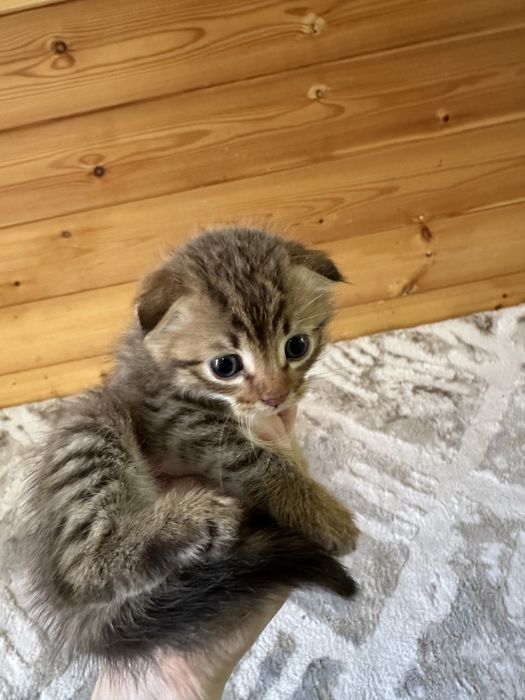 Котенок вислоухии