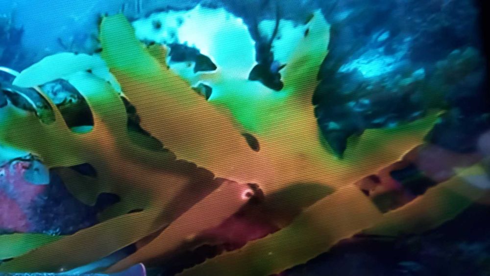 JVC LT-43VA3000 Smart Android 4K UltraHD - 250лв. само лично предаване