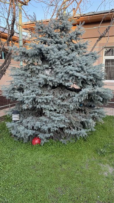 Juda kotta va ko'rkam ko'k archa/ Большая и красивая голубая ель.