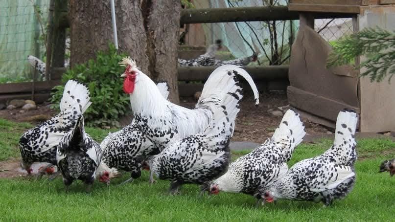 Gaini appenzeller Onești Bacău