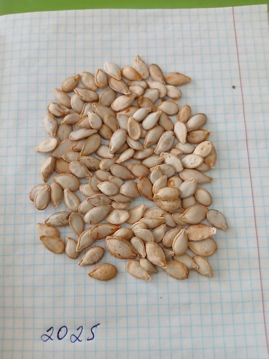 Гантел мускат салла gantel muskat salla oshqovoq urugʻlari bor