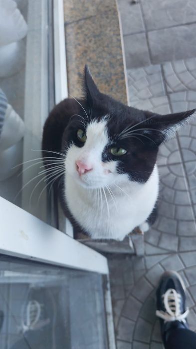 Котик в добрые руки