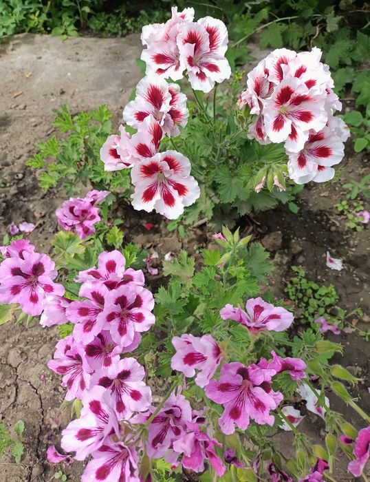 Продам герань пеларгонию