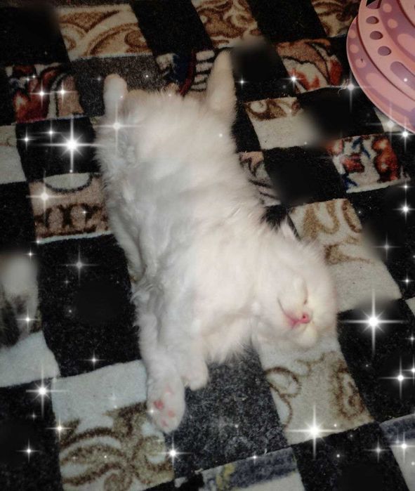 Продается шикарный белоснежный котенок мальчик фолд
