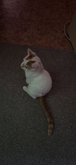 котёнок с редким окрасом