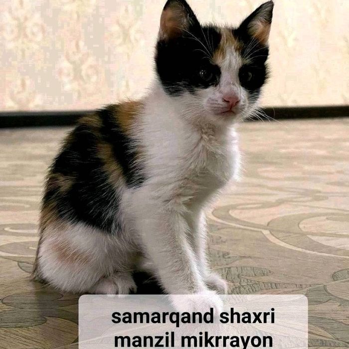 Мушуклар яхши кулларга берилади