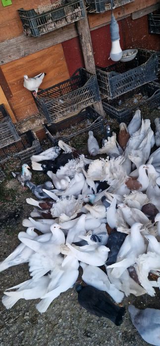 porumbei diferite rase