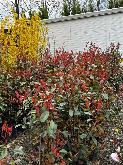 Photinia Red Robin premium | Gard viu roșu și plantare