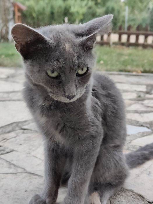 Котенце женско.,