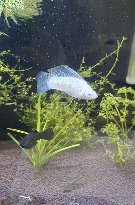 Велиферы моллинезия парусные