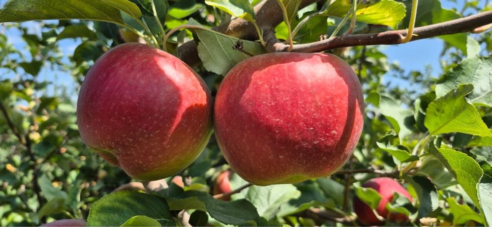 Продам яблоки сорта апорт рашида