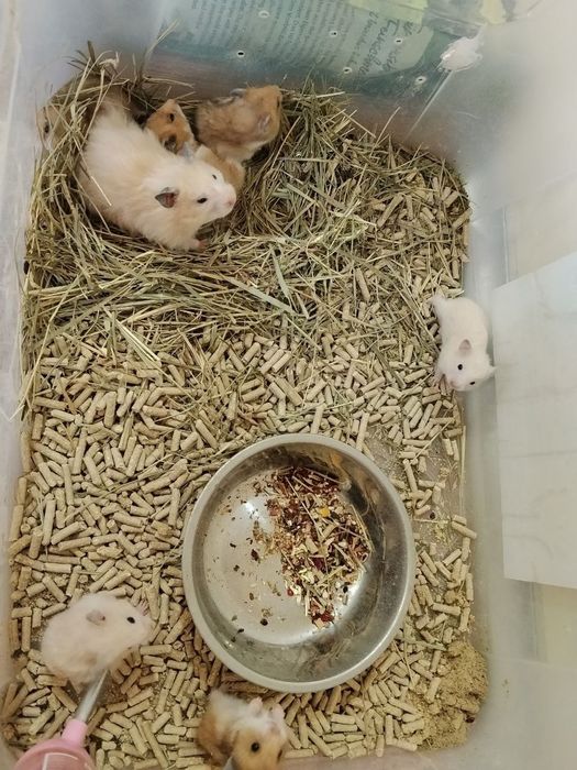 Сирийские хомяки