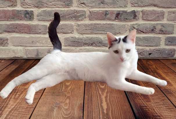 Кошка взрослая полтора года