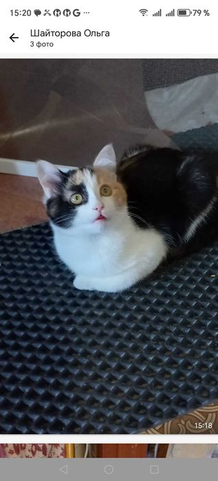 Котятки в добрые руки