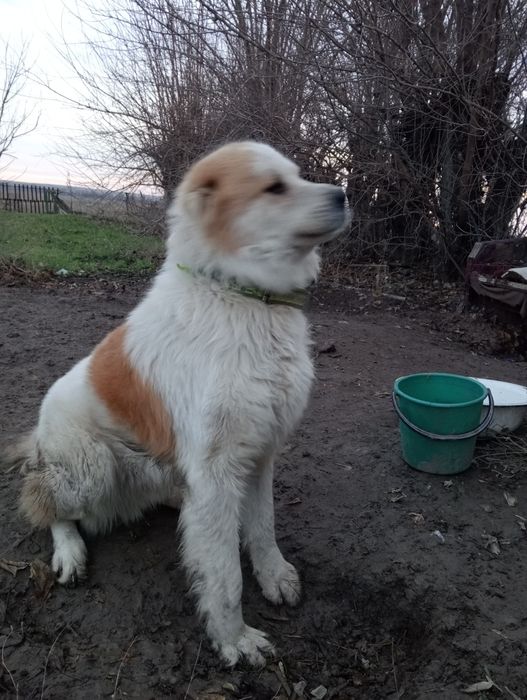 Продается собака