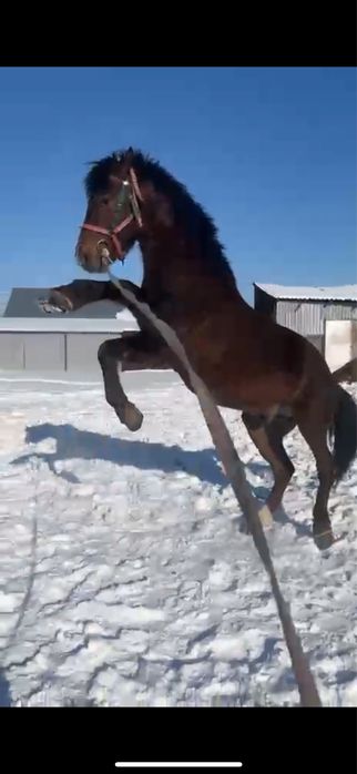 Продам жеребец пародис