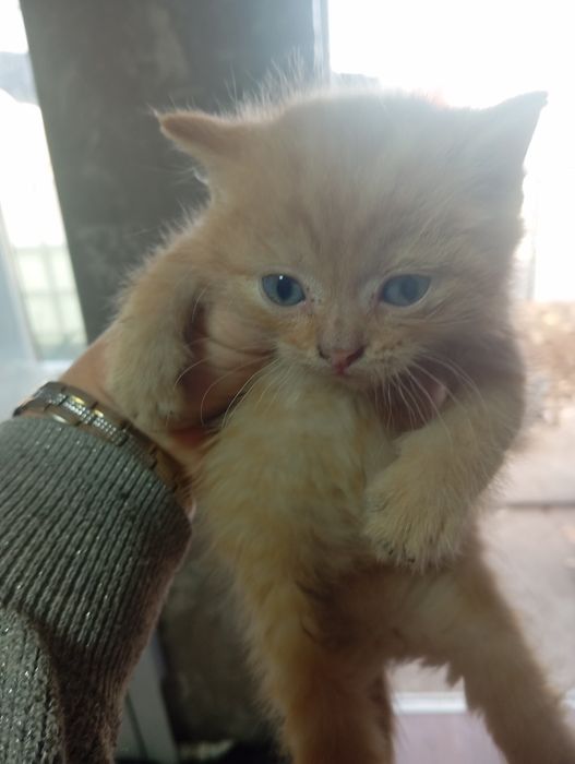 Продаю  Британских котят.