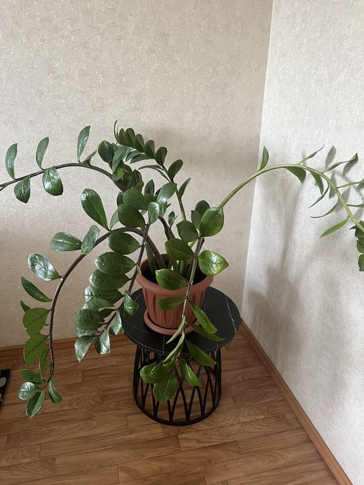 Продам Замиокулькас