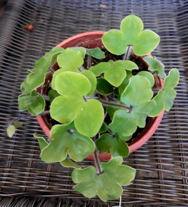 Anemone hepatica в саксия