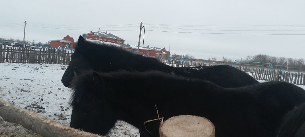 Продам кобыл жеребыж