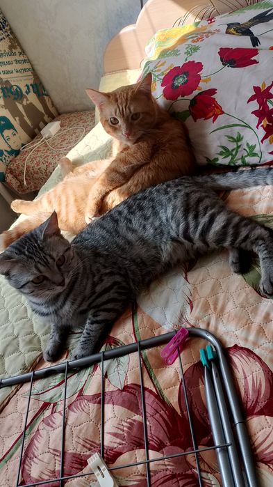 Коты отдам бесплатно