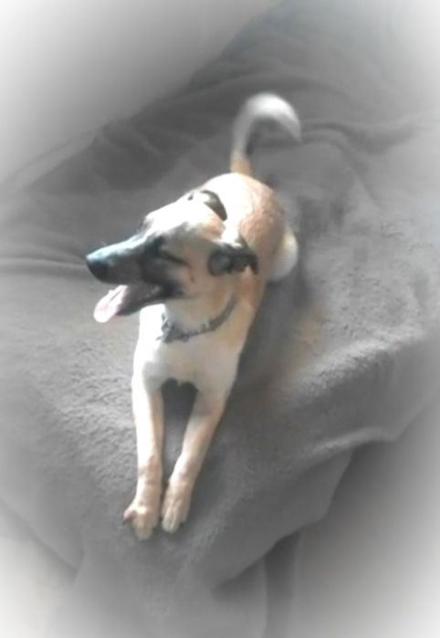 Молодая собака в добрые руки