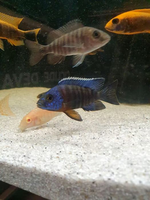 Ciclide africane puii si juvenili