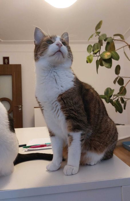 Donație pisică (motan) adult (5-6 ani)