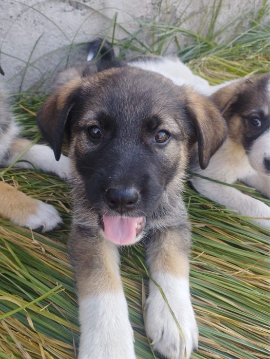 Отдам щенков в добрые руки