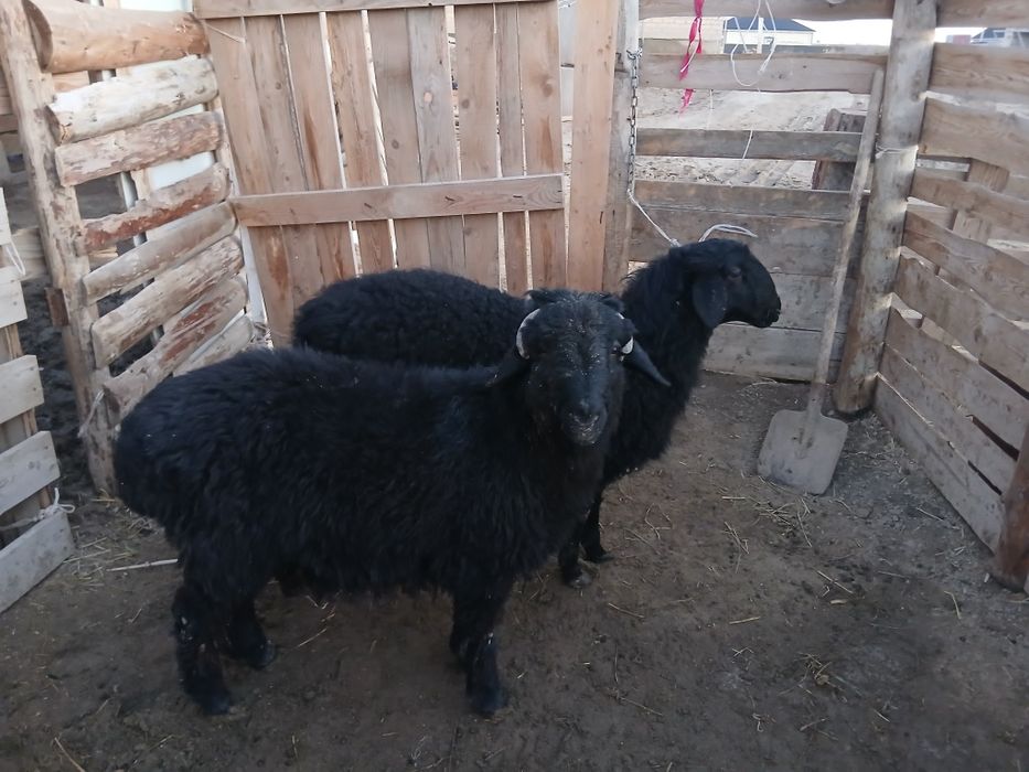 Семіз қой тоқты қошқар ешкі теке