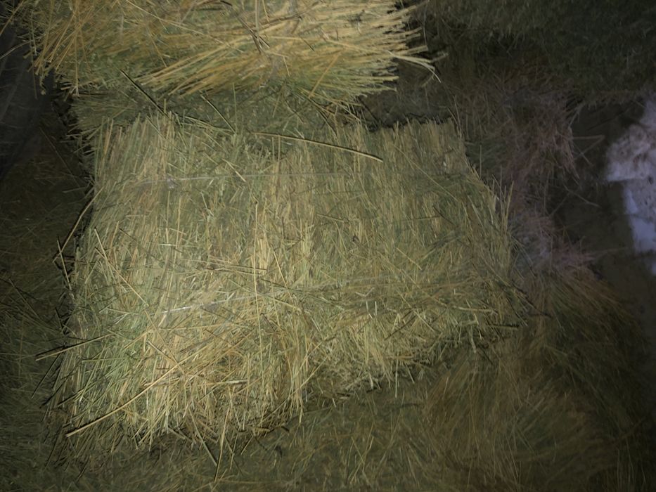 Beda preslar. Ikkinchi õrimdan. Jami 50 ta