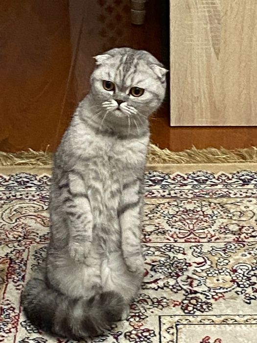 Котята породистые