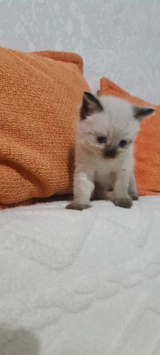 Котят в надежные руки