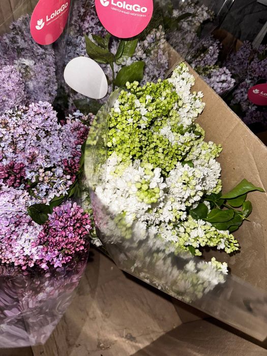 Сирень - сезон открыт