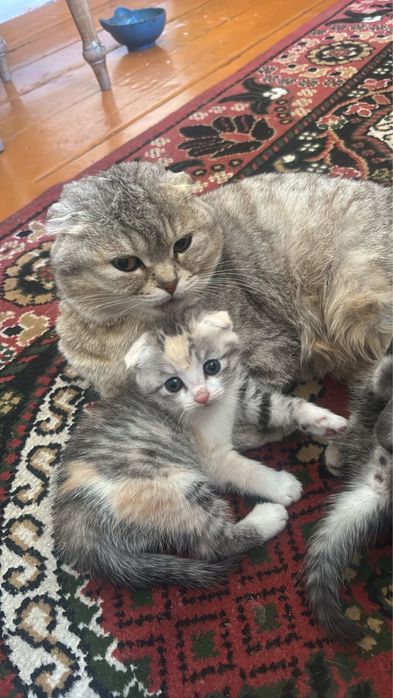 Вислоухие котята