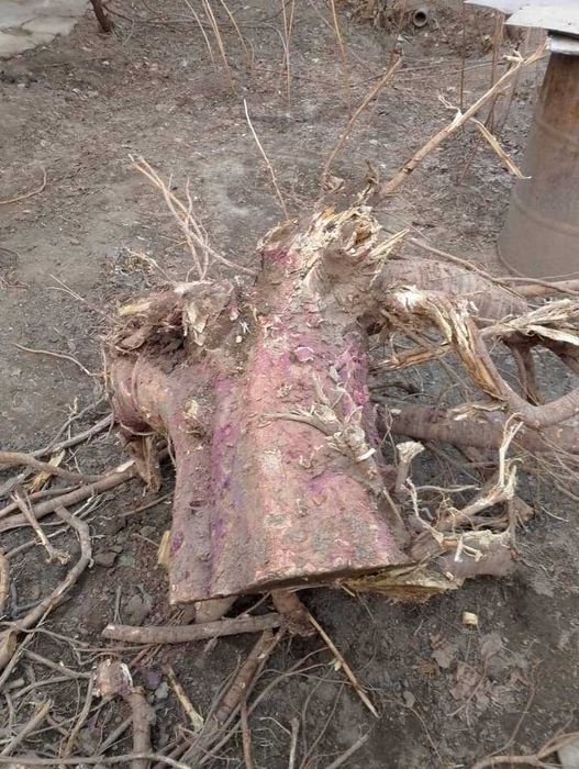 тут дарахти СОТИЛАДИ, мебельга ёки утинга,узунлиги 4 метр,диаметри36см