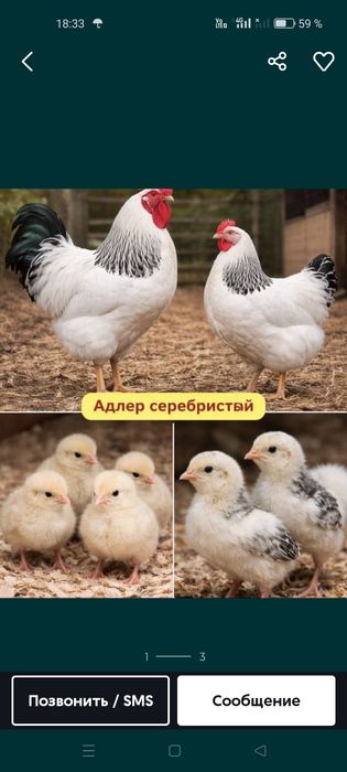 Тауық балапандарымен