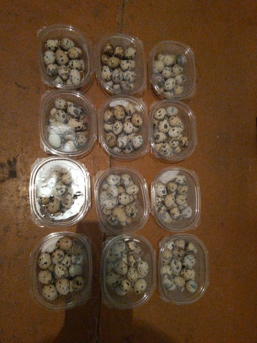 Боденены жумырткасы