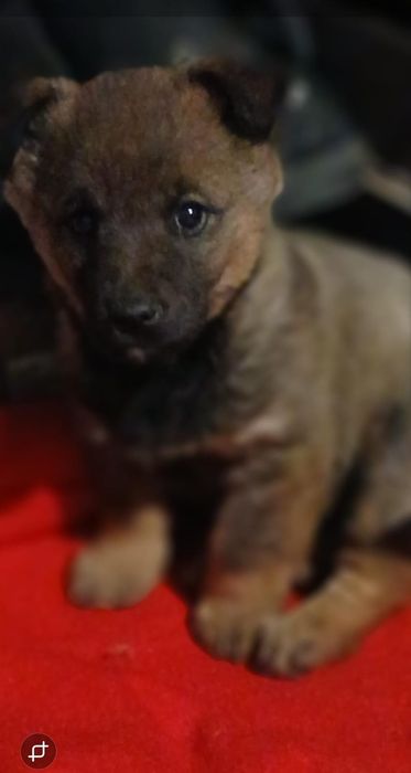 Щеночки мальчики