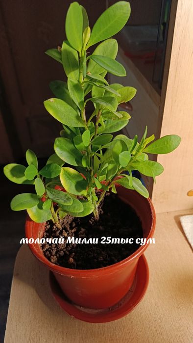 Комнатные растения