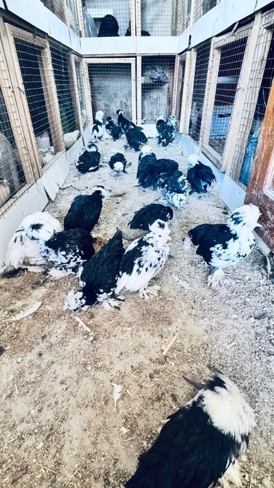 Сссссссссссссссссссспппппппппппппппппппппппппппппмппппппппппппппппппмп