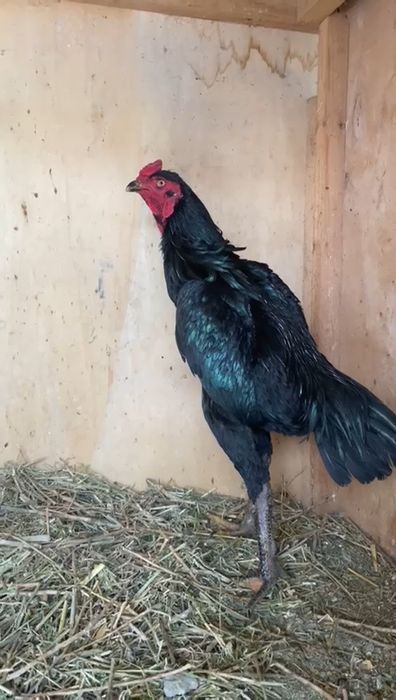 Молодой петух дакан