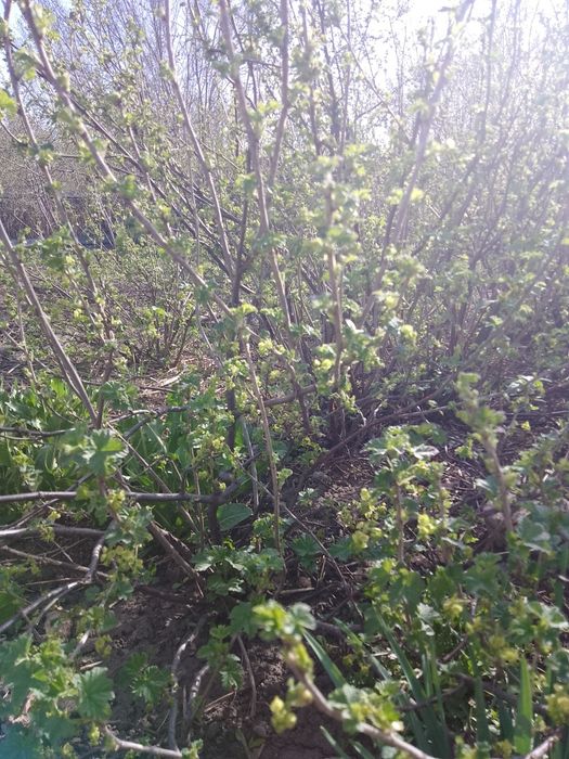 Смородина красная